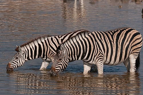 Burchells zebras stand in a waterhole and drink Etosha National Park-Namibia Art Print